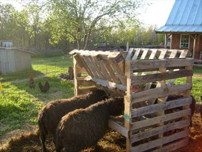 A cow feeder made from pallets of wood.