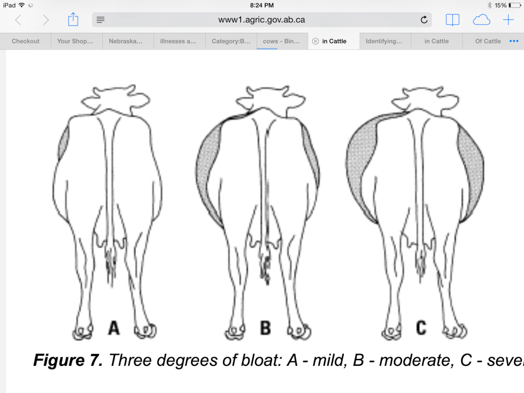 This is what cow bloat looks like.